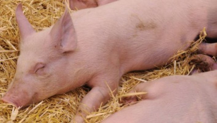 România va putea comercializa porci vii pe piaţa europeană de anul viitor